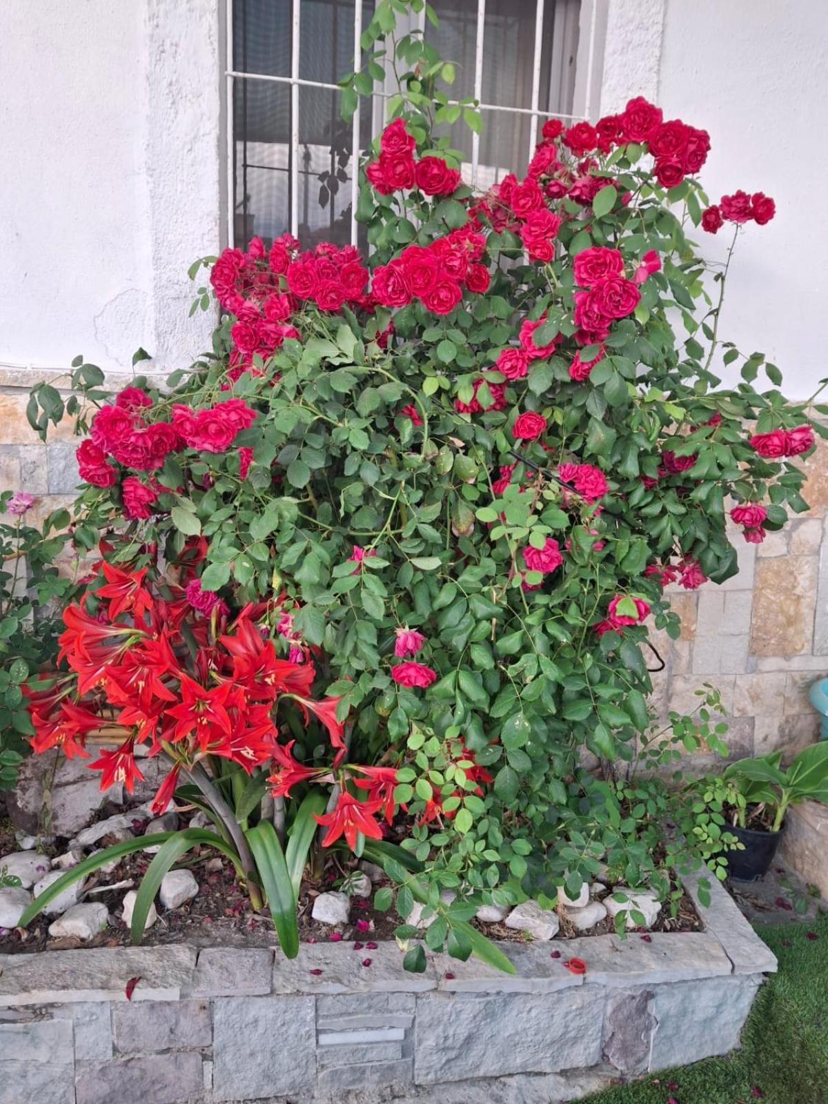 Aleko Guest House Gjirokastër Exterior foto